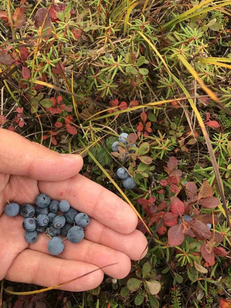 Berries, Alaska