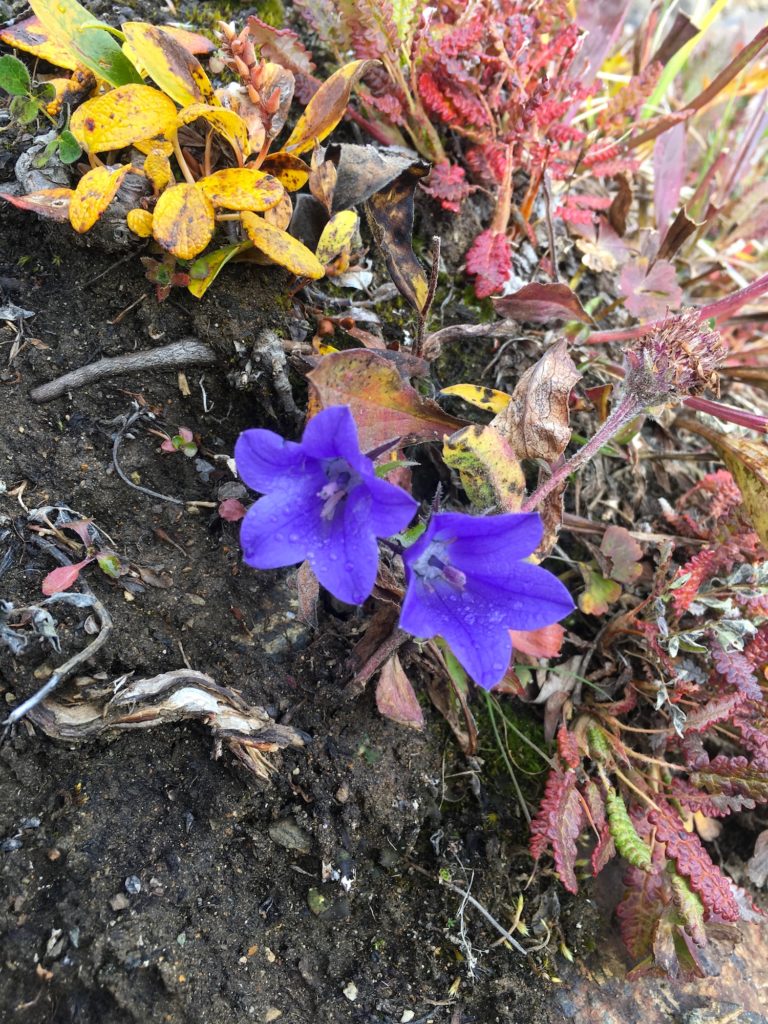 Lovely violet flowers, Denali
