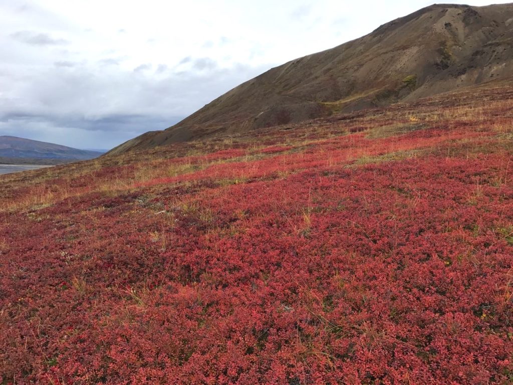 Tundra turning red