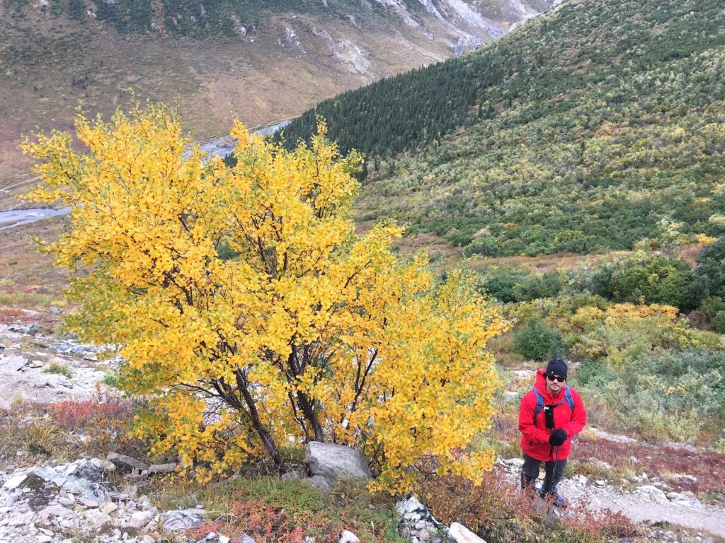 Color Changing Season in Denali