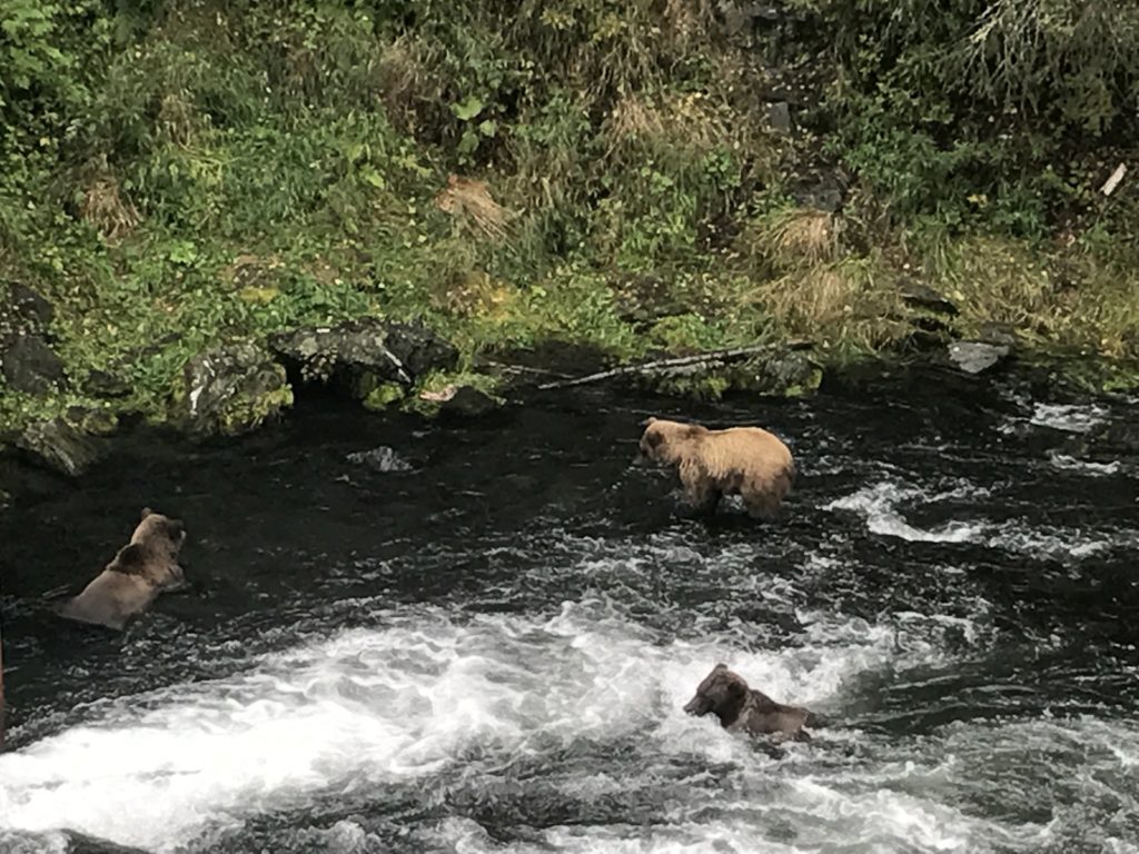 Cub bears trying to catch salmon, Alaska