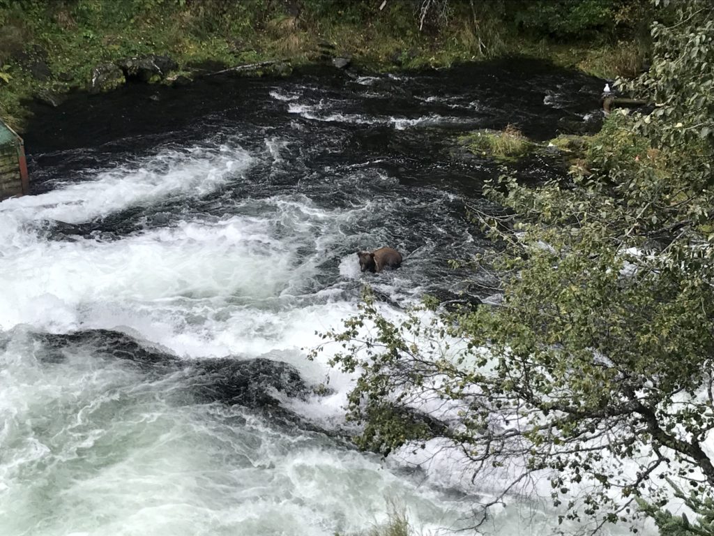 Cub bear swimming to get salmons from the falls, Alaska