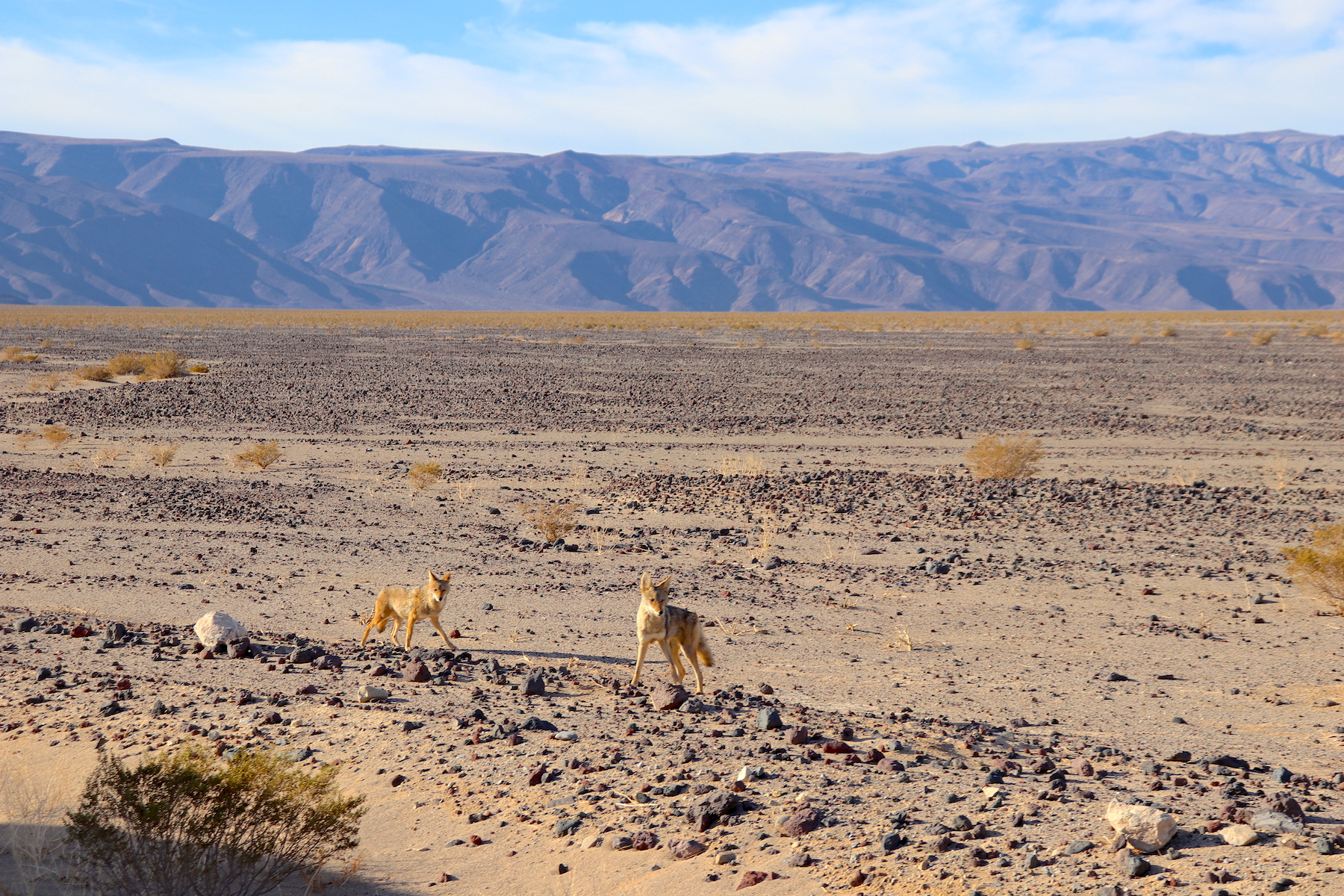Residents of Death Valley, the coyotes