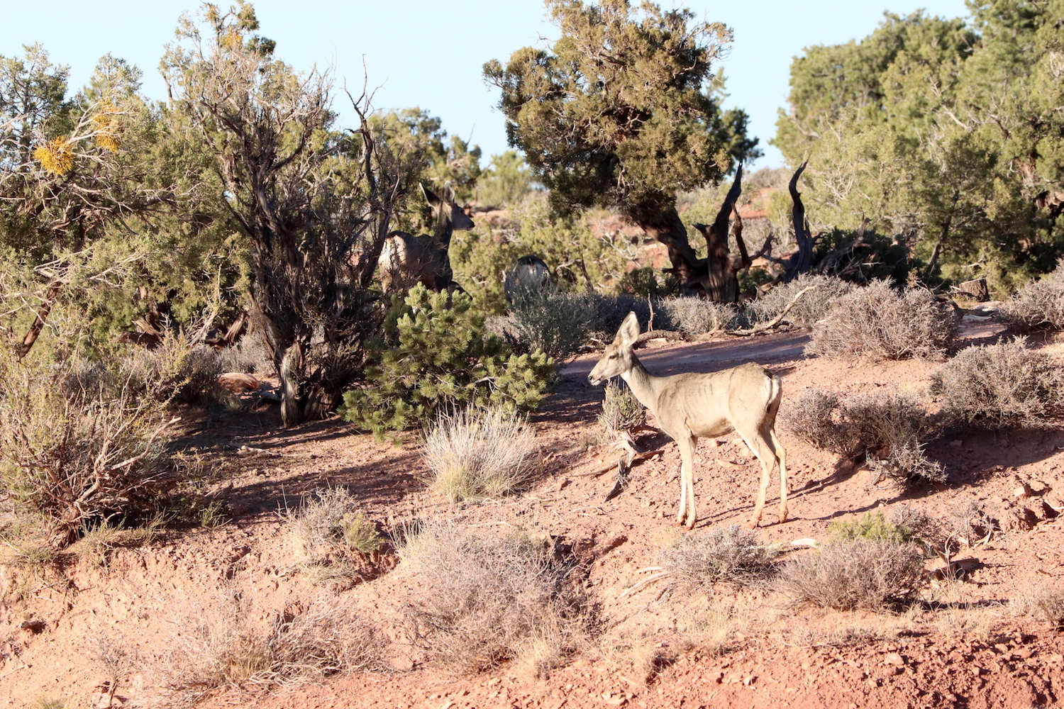 Always lovely to see deers, Canyonlands NP 