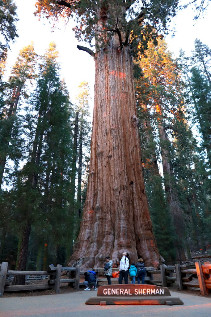The General Sherman, the largest tree by volume in the world