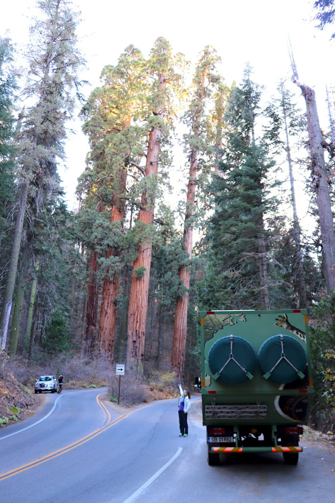 Generals Highway, our first sight to the massive sequoias