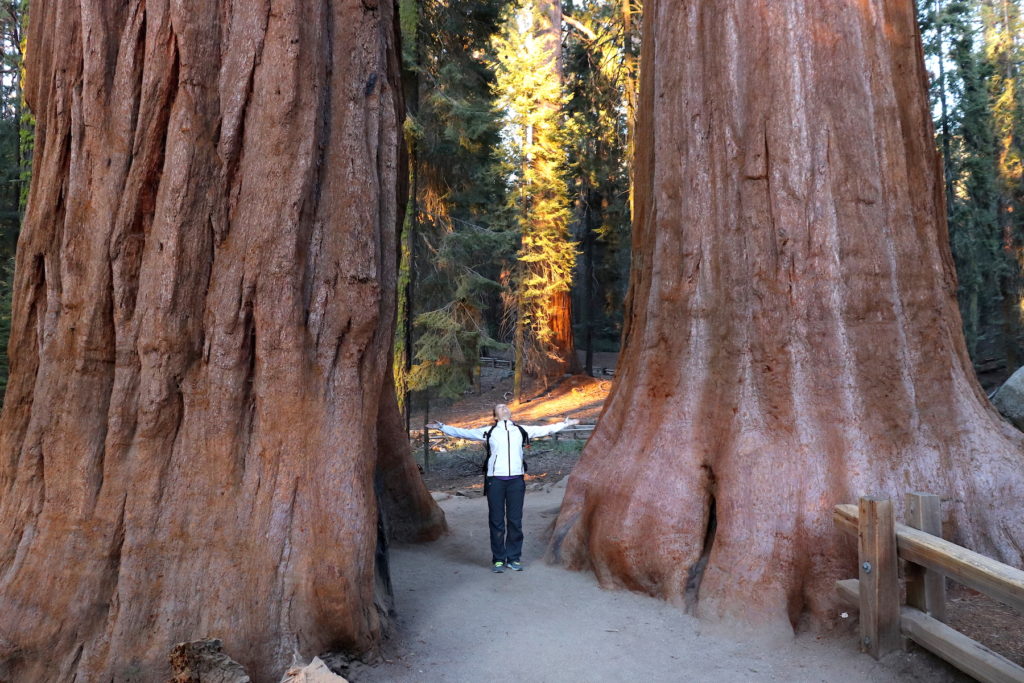 The size of these trees is simply unbelievable