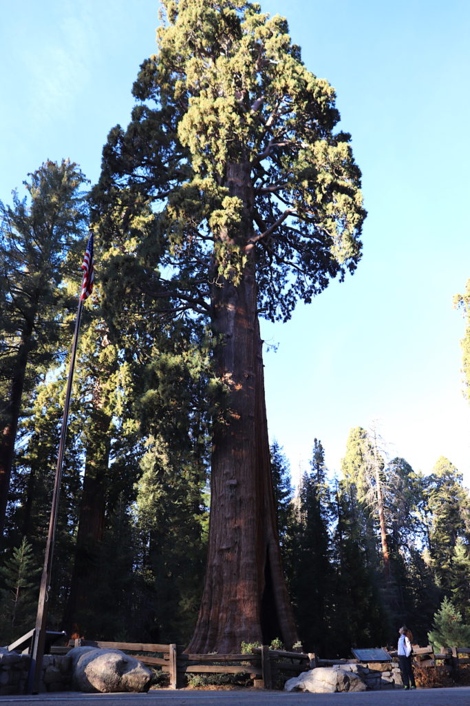 Welcoming giant sequoia next to the visitor center