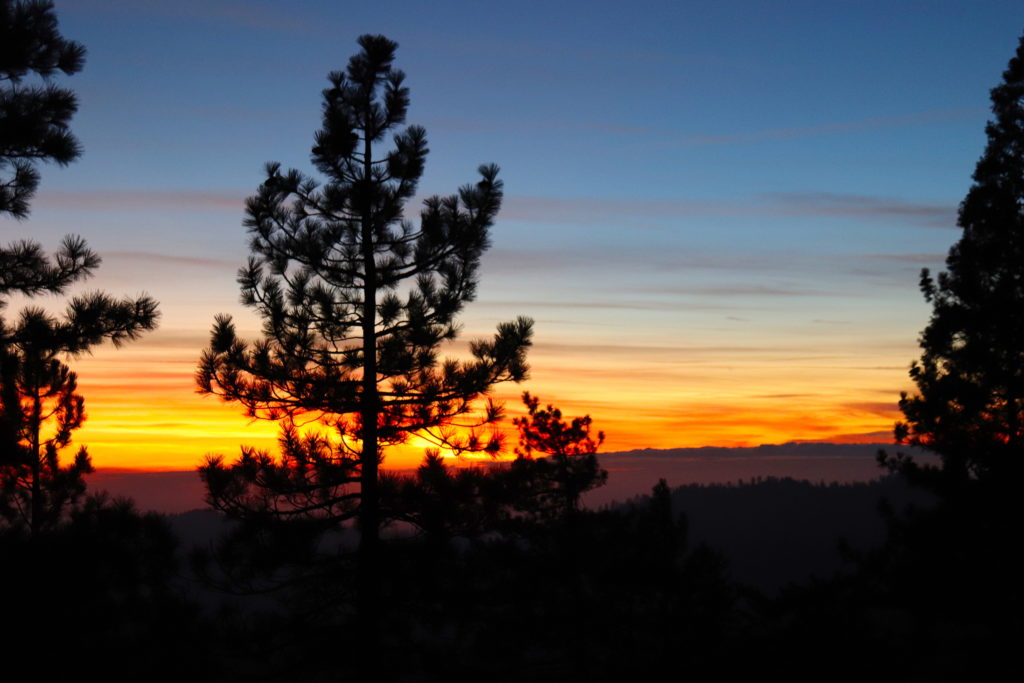 Sunset through sequoias