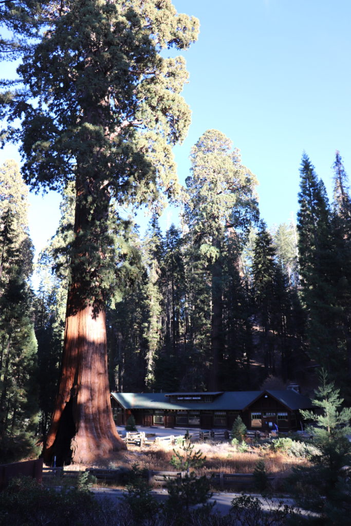 The Visitor Center, Sequoia National Park