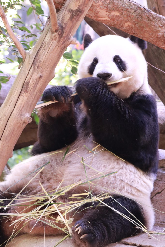 The rare Giant Panda, San Diego Zoo