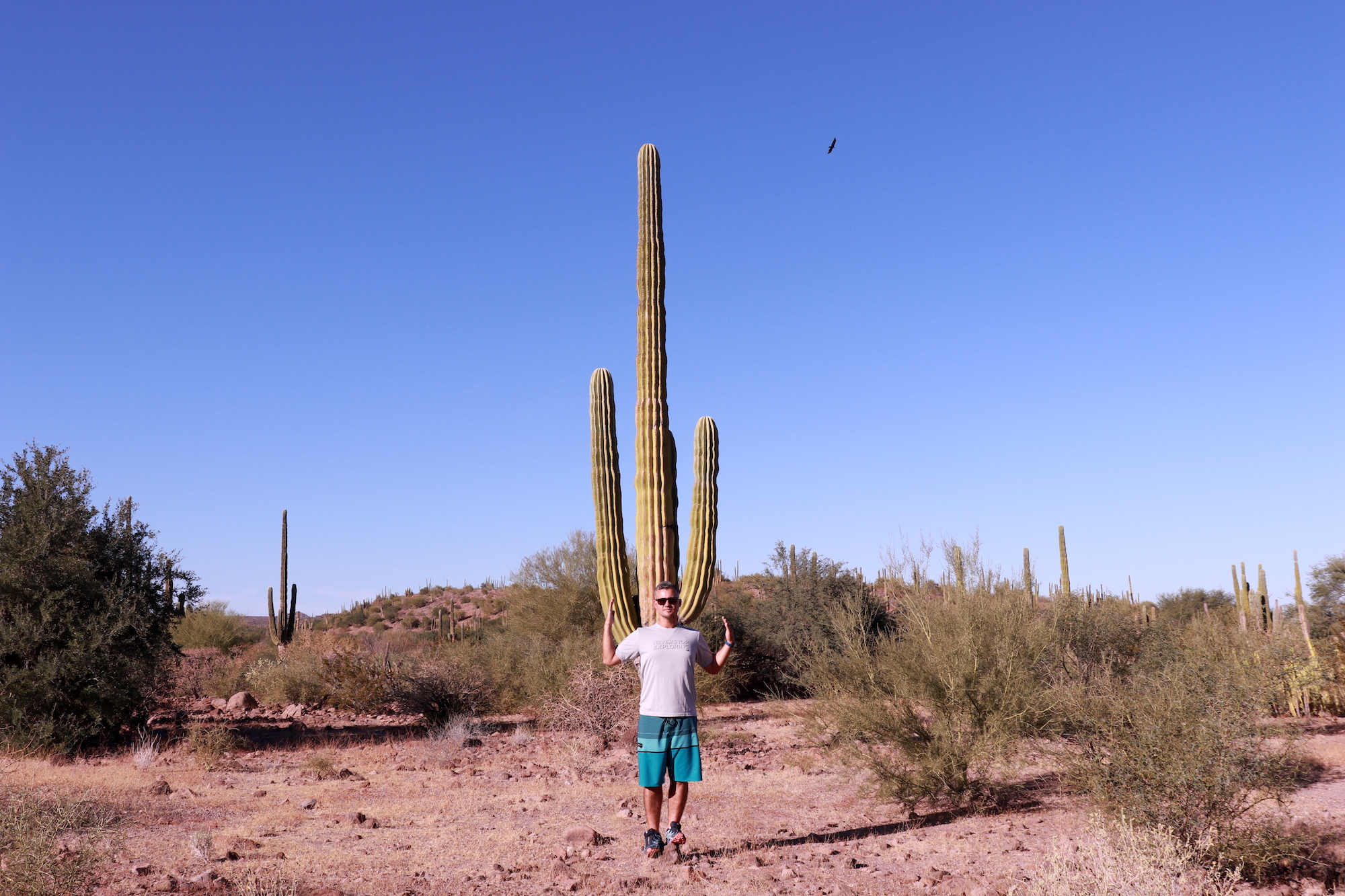 JP impressed with the sizes of cactus in Baja California