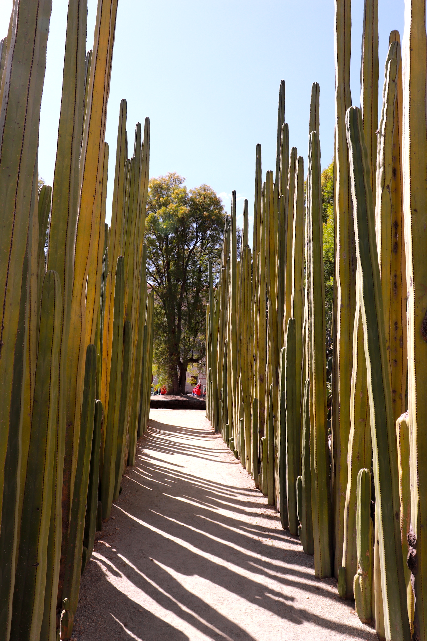 Impressive tall cactuses at the Botanical Garden, Oaxaca City