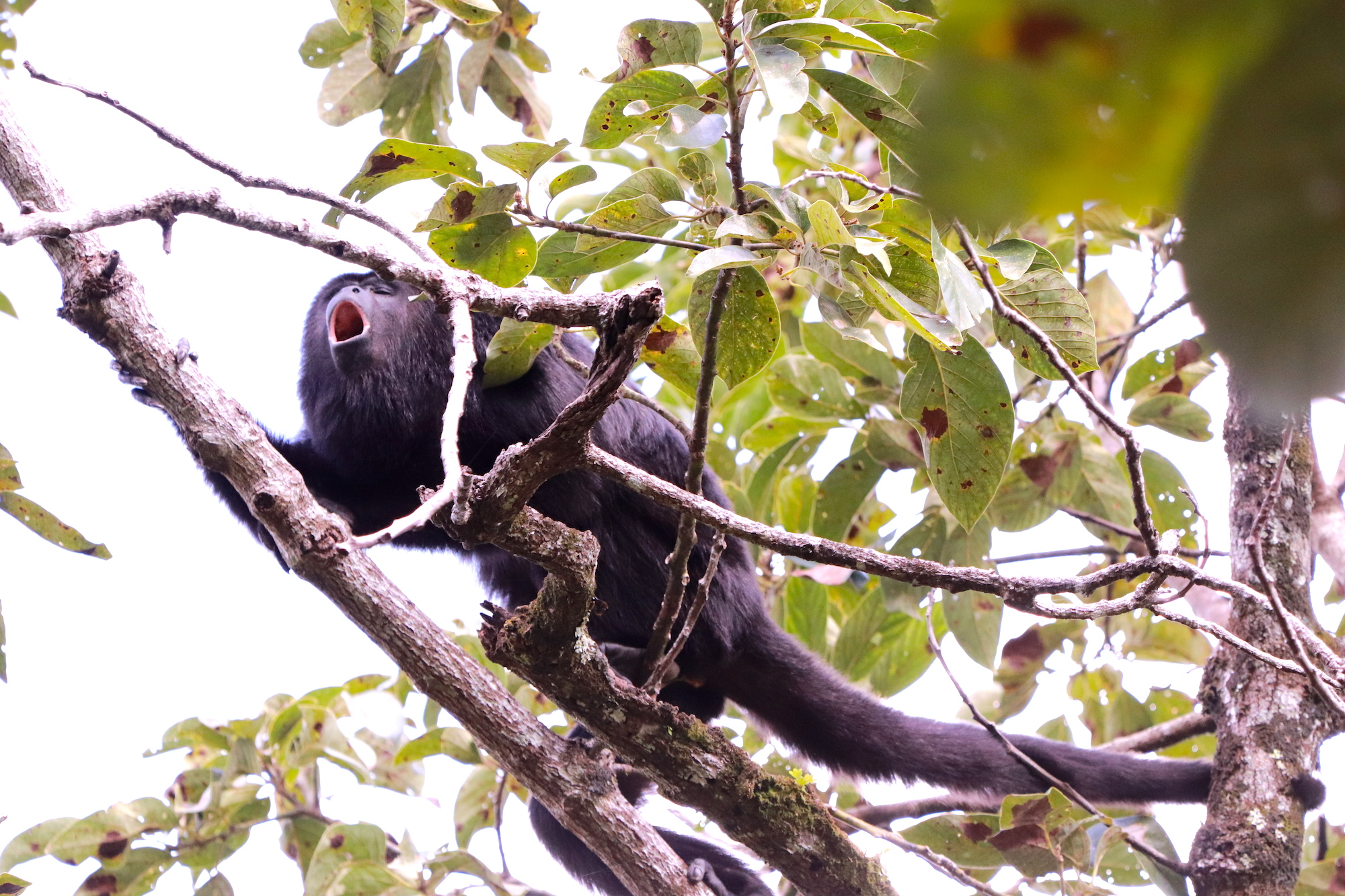 Noisy Howler Monkeys in the jungle of Chiapas