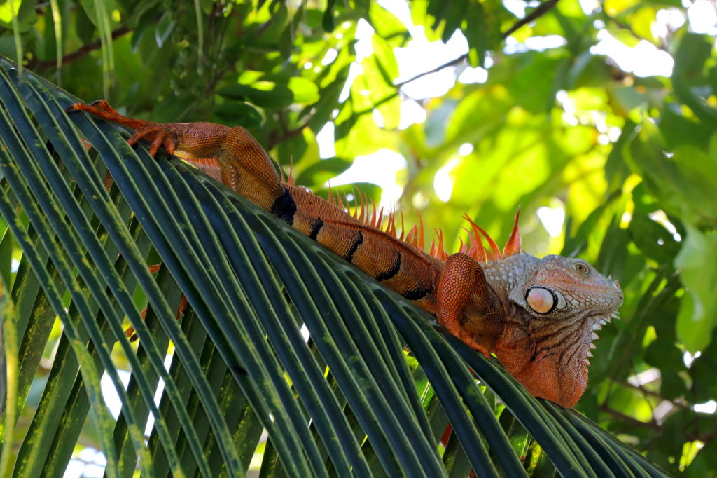 Iguana sunbathing in Palenque