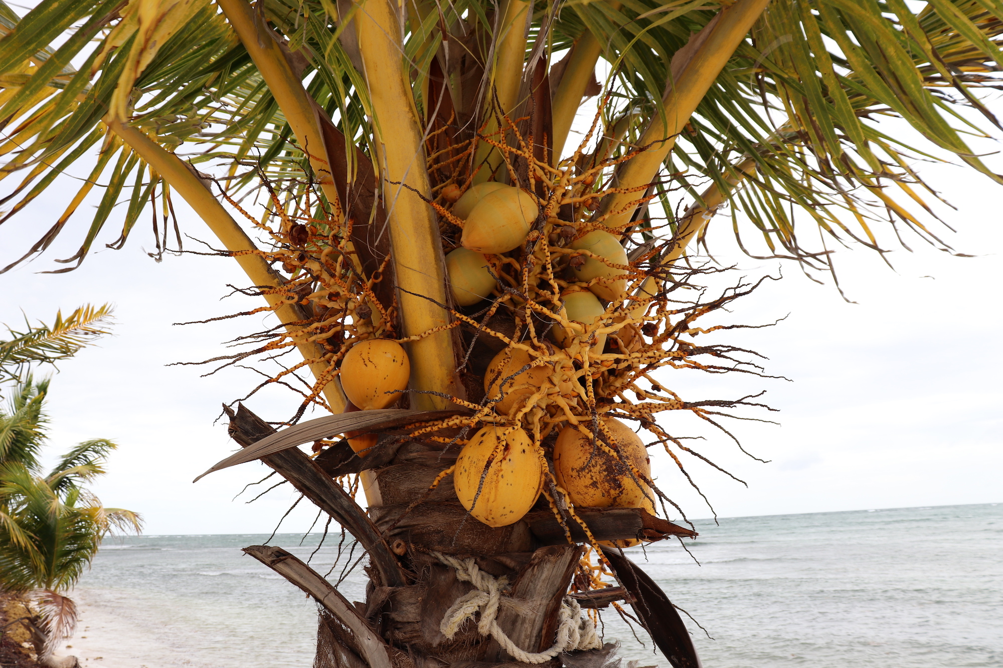 Under the coconuts and palms shade, Riviera Maya