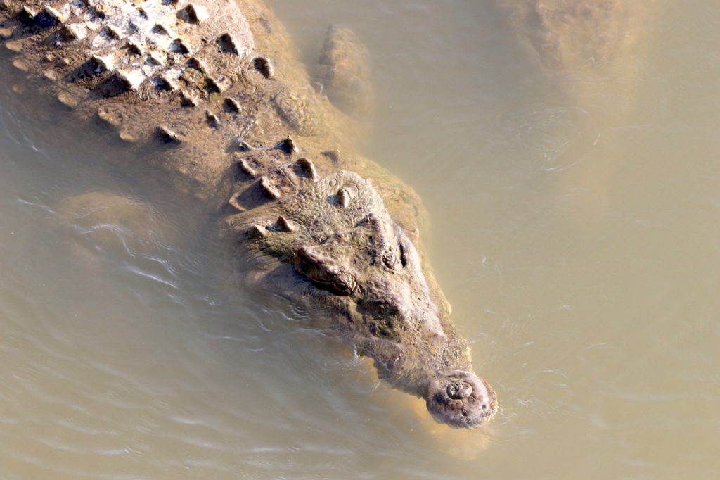 Crocodile Bridge, Costa Rica