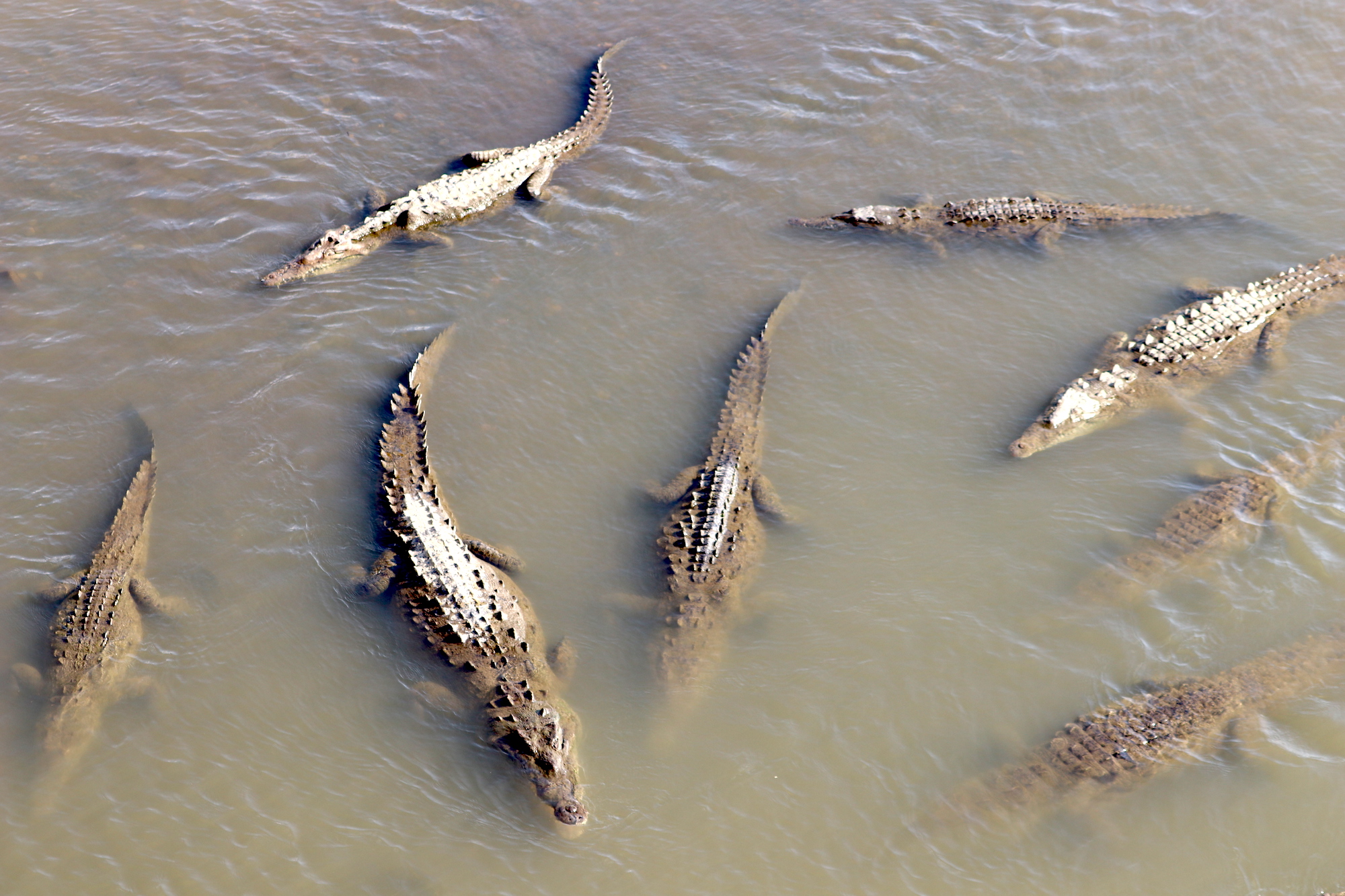 The crocodiles view from Crocodile Bridge Costa Rica