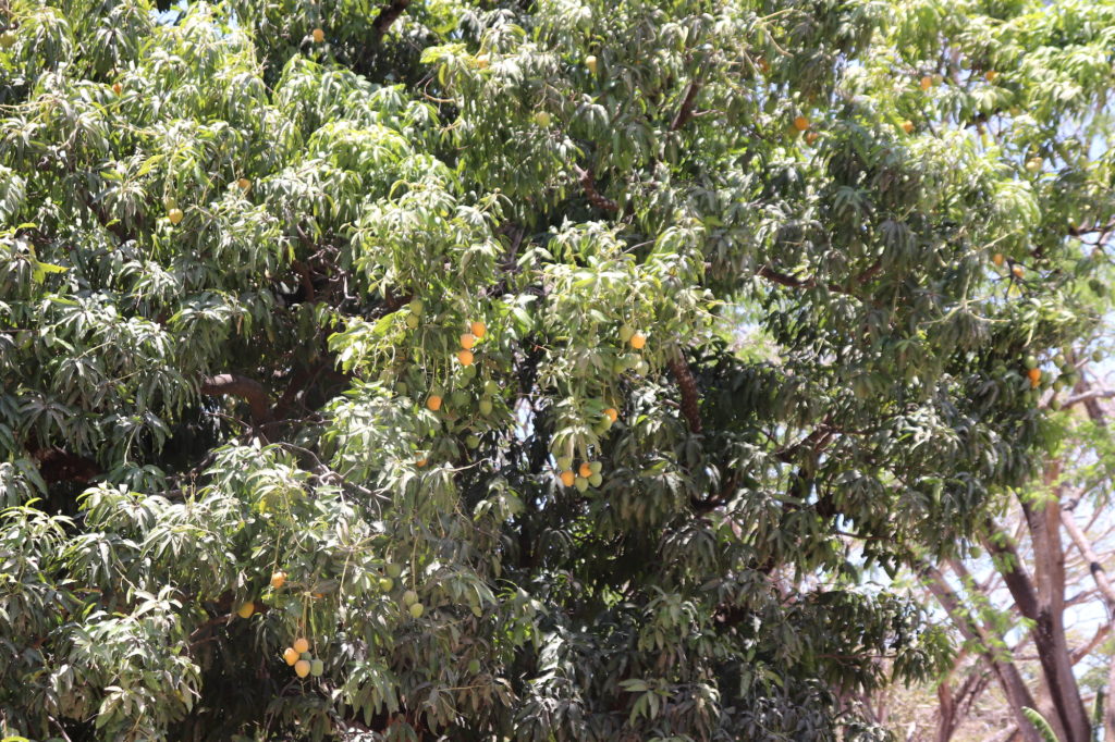 Mango Trees, Palmar Norte