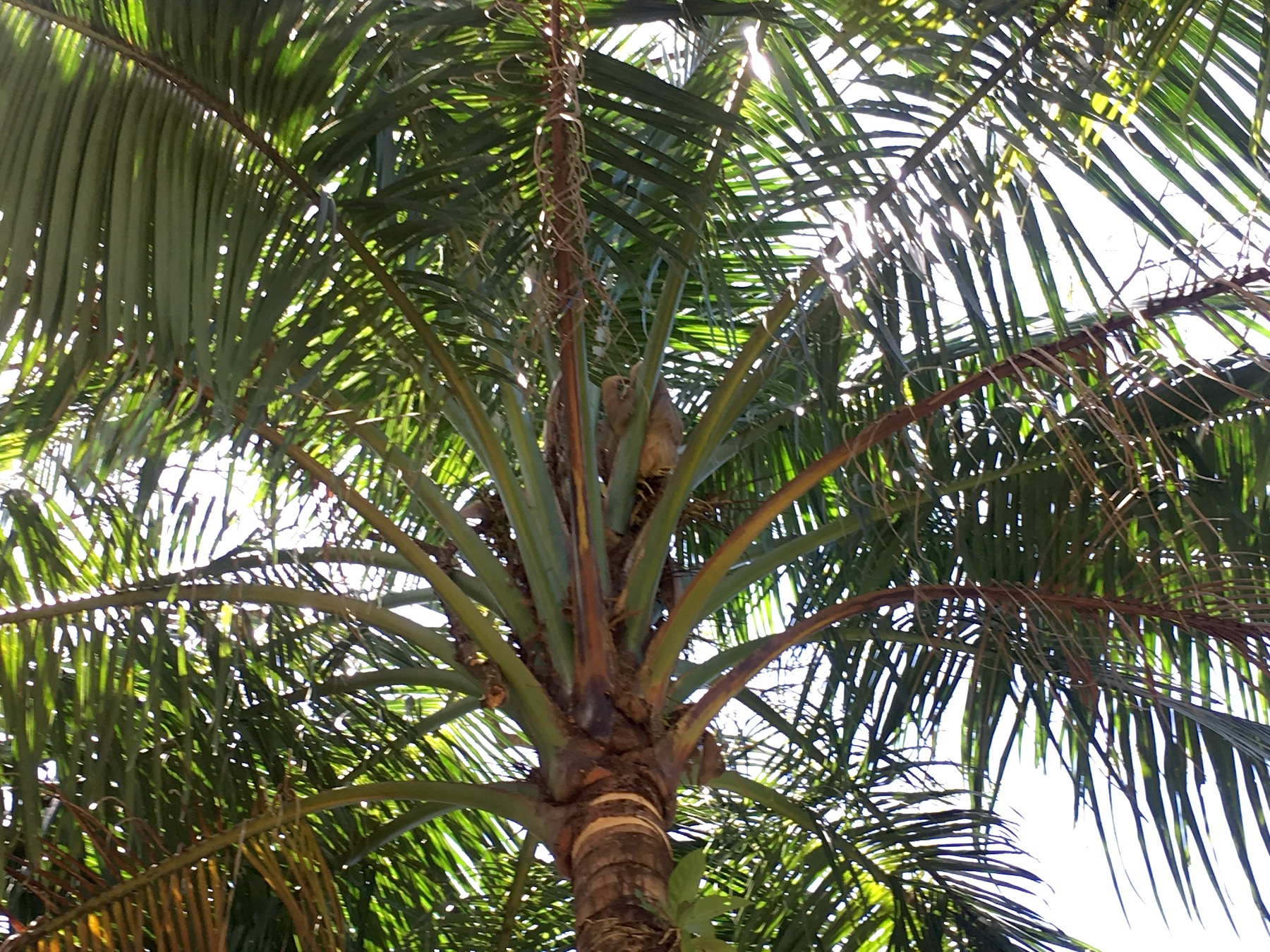 Protected by the shade of the palm trees at Finca Canas Castilla