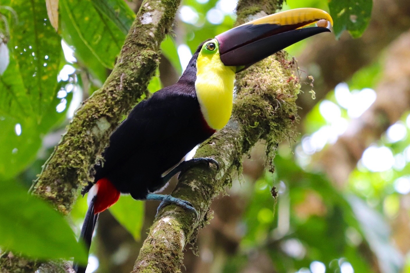 The much wanted encounter with the Toucan!