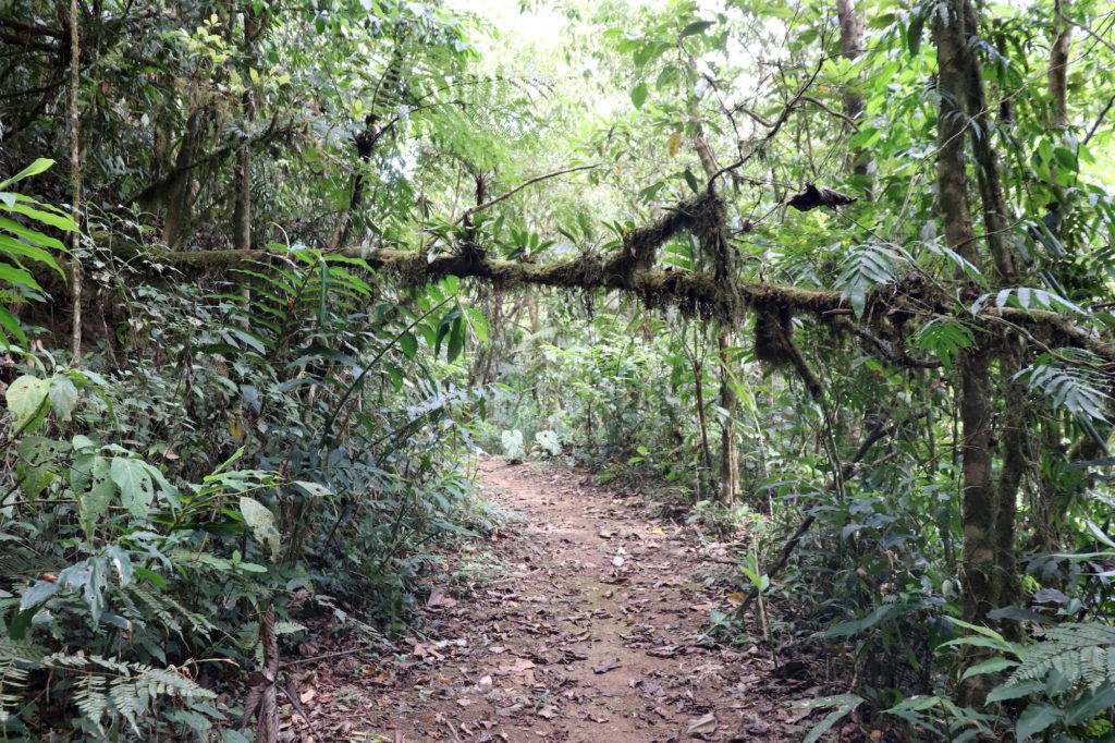 The trails of Cascada del Bosco property