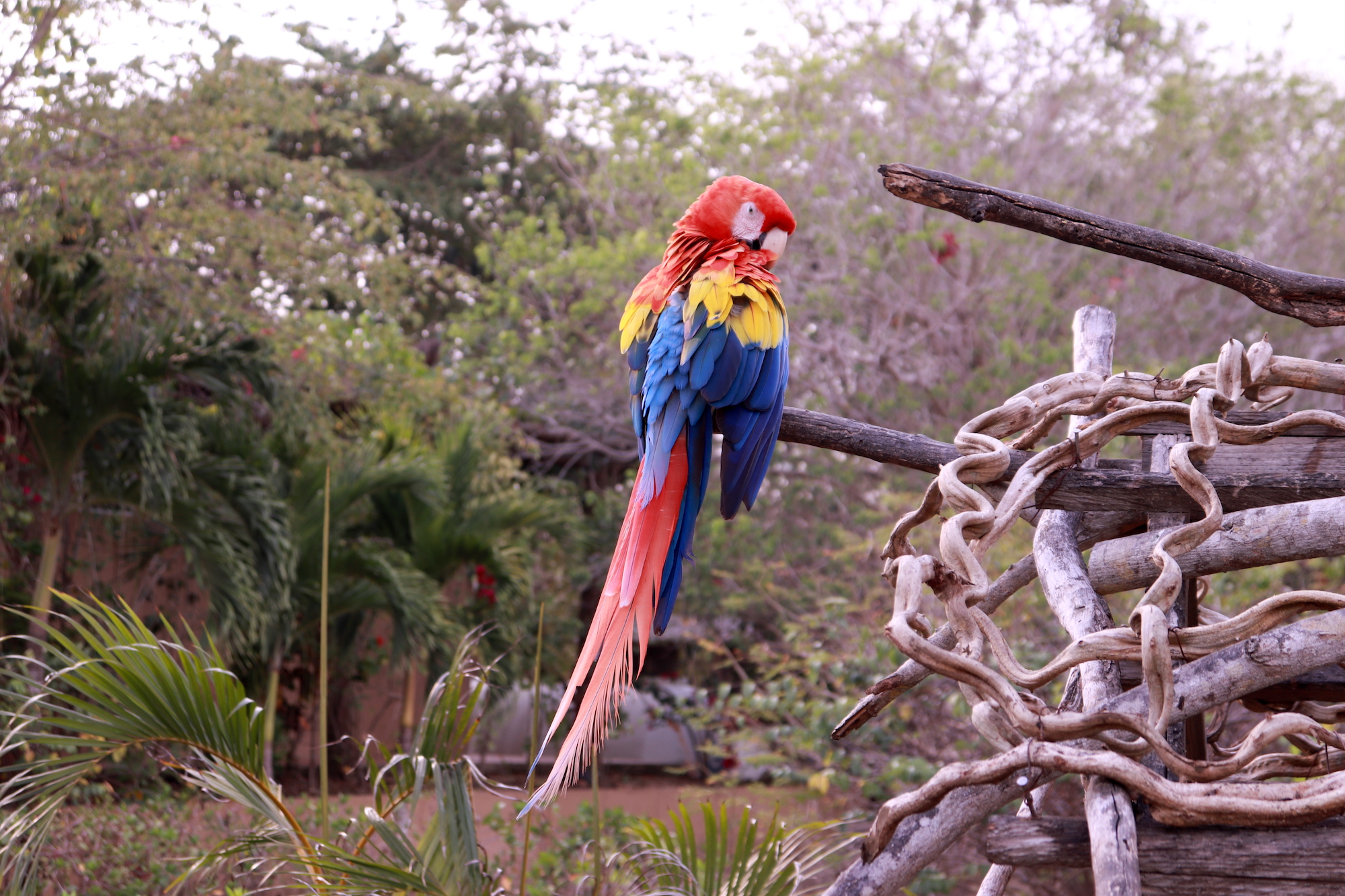 The Scarlet Macaw 
