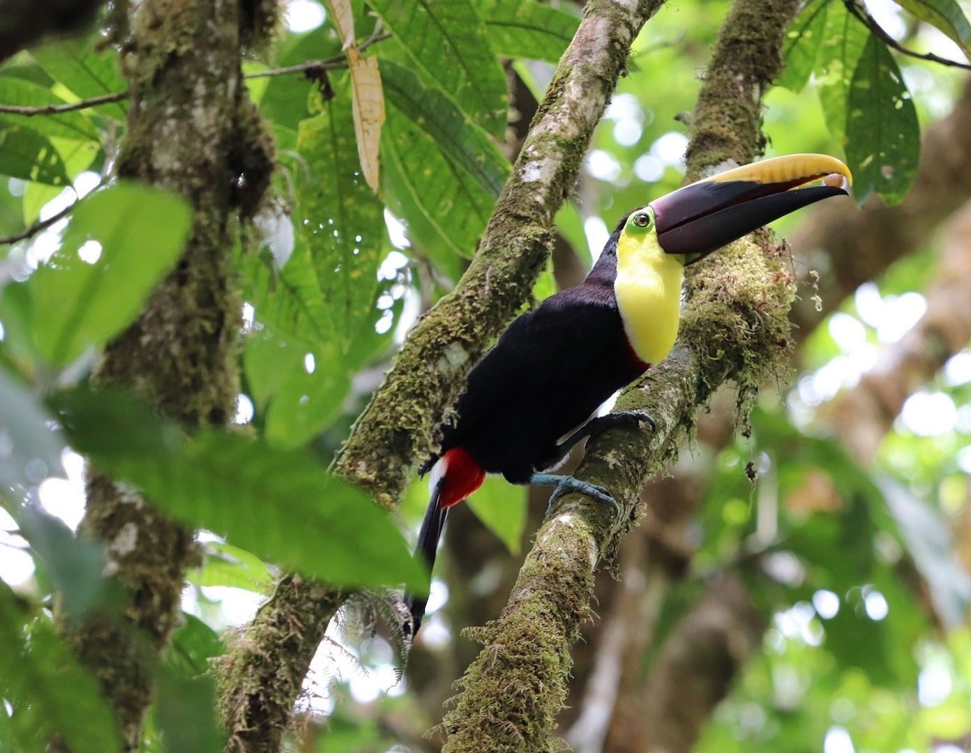 Toucan Costa Rica v2