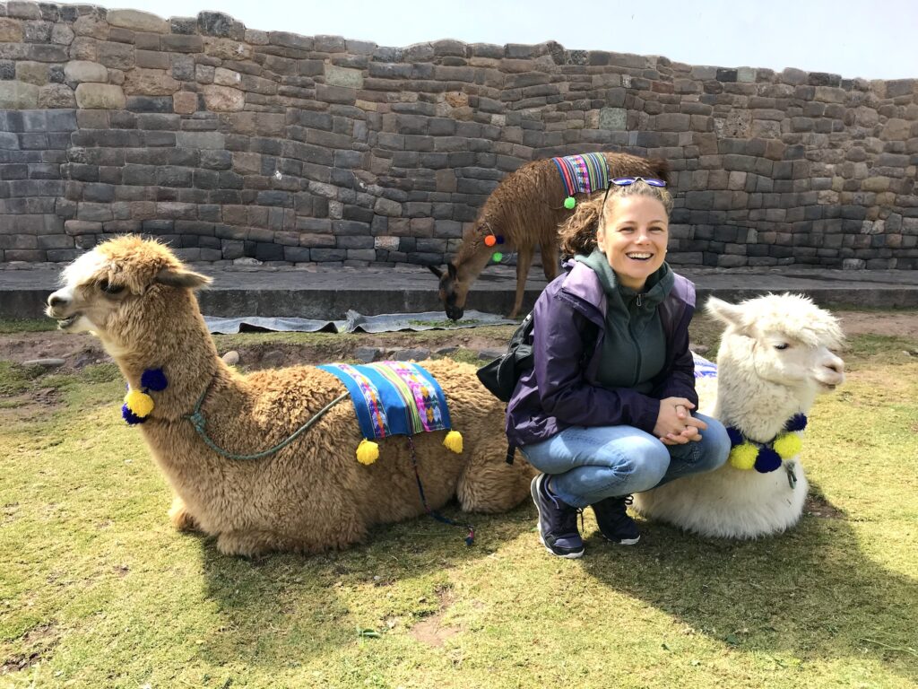 Cute Alpacas, Cusco