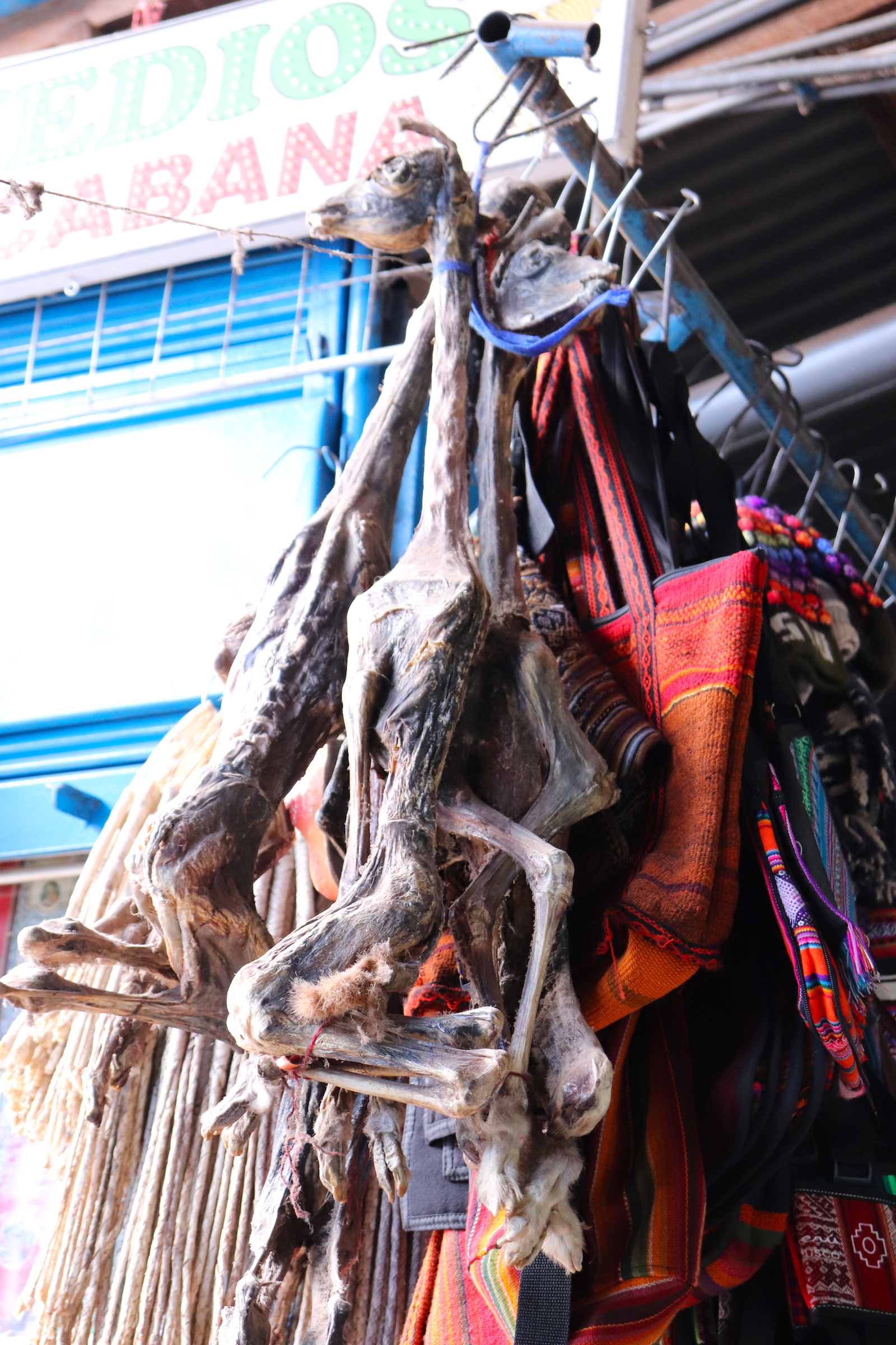 Lamas used for sacrifices, local market, Cusco