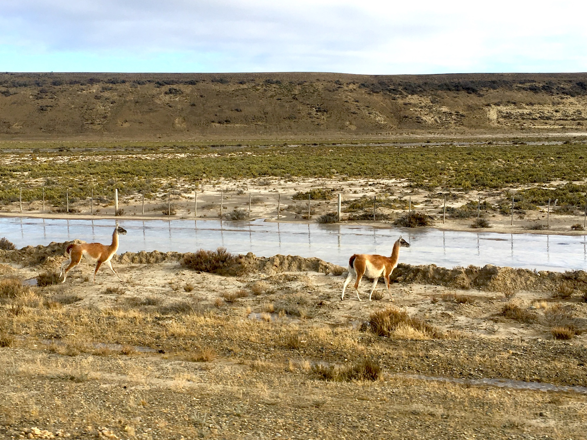 Guanacos, camelid native to South America